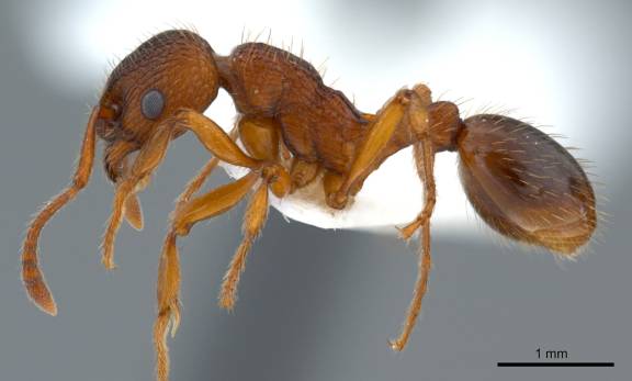 Myrmica specioides