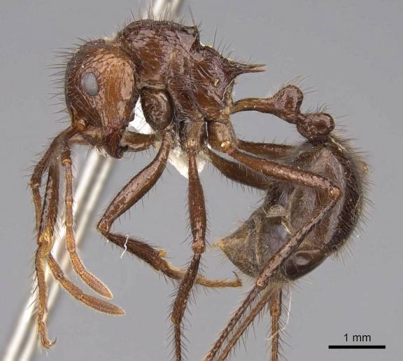 Myrmoxenus ravouxi