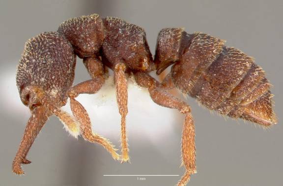 Myrmoxenus ravouxi
