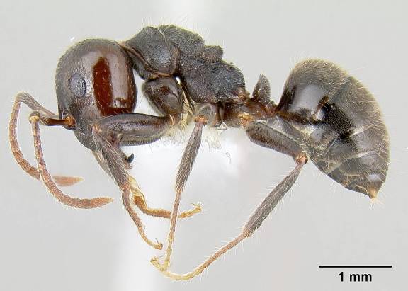 Myrmoxenus ravouxi