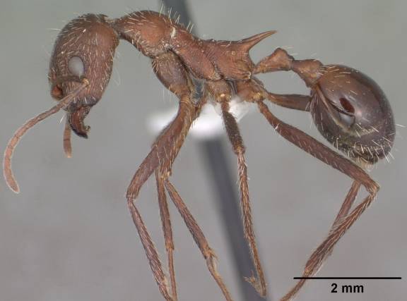 Myrmoxenus ravouxi