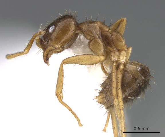 Myrmoxenus ravouxi