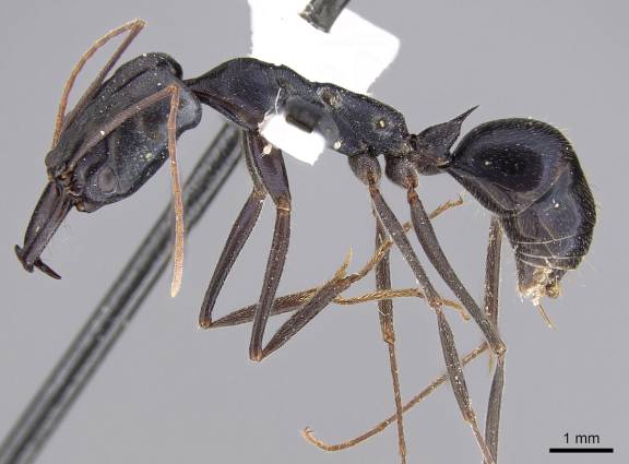 Myrmoxenus ravouxi