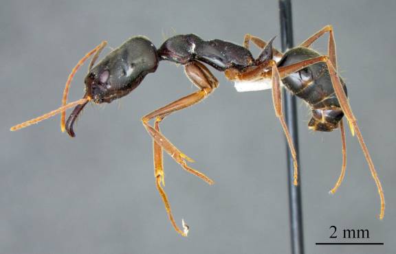 Myrmoxenus ravouxi
