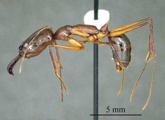 Odontomachus chelifer