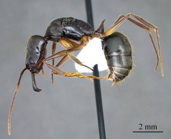 Odontomachus haematodus