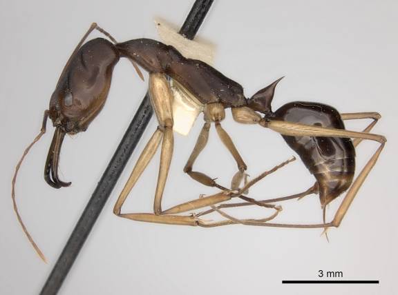 Myrmoxenus ravouxi