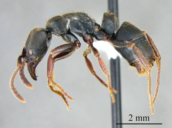 Myrmoxenus ravouxi