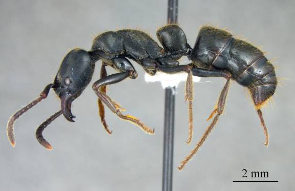Myrmoxenus ravouxi
