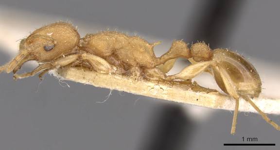 Myrmoxenus ravouxi
