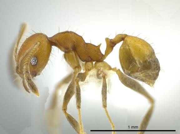 Pheidole anastasii