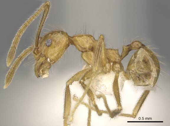 Pheidole annexa