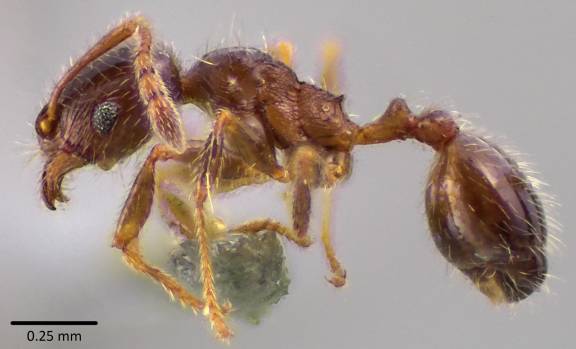 Pheidole bicarinata