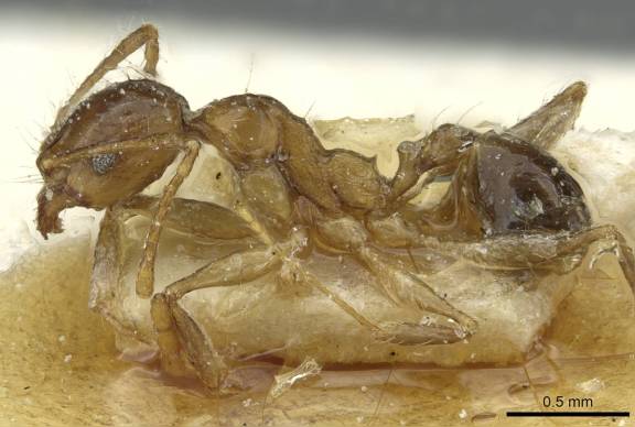 Myrmoxenus ravouxi