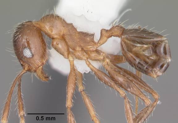 Pheidole dentata