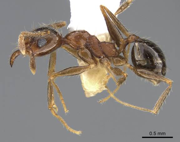 Pheidole indica