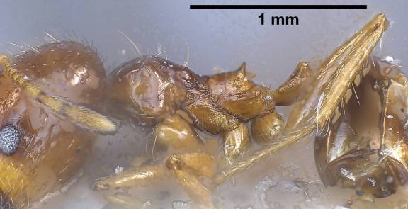 Myrmoxenus ravouxi
