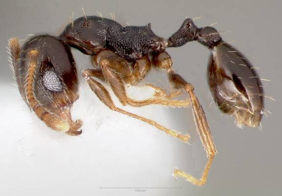 Pheidole pilifera