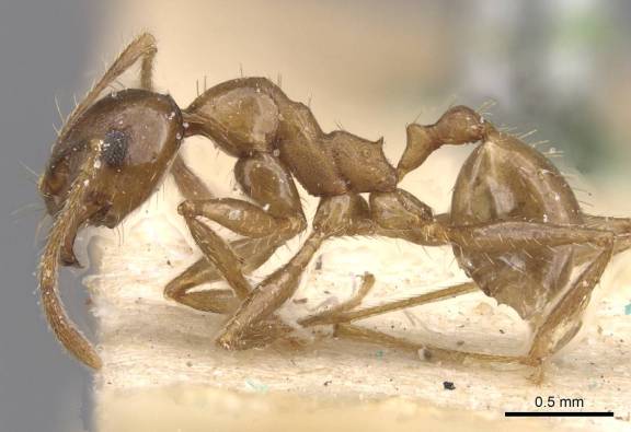 Pheidole planifrons