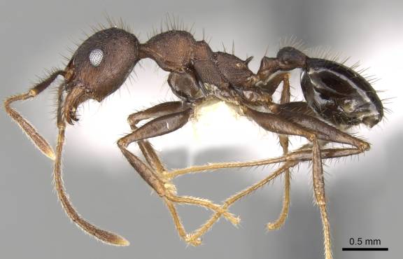 Myrmoxenus ravouxi