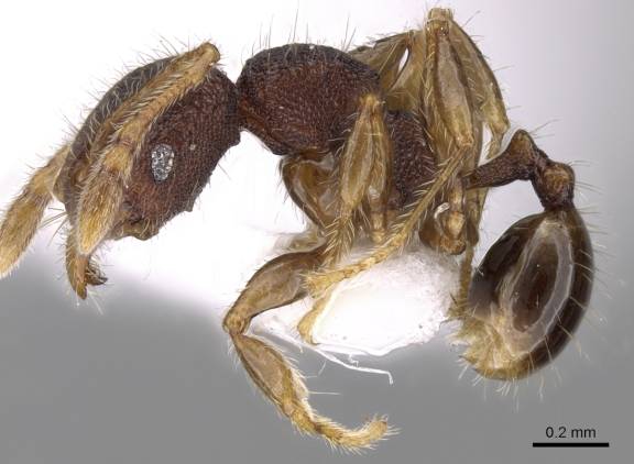 Pheidole tjibodana