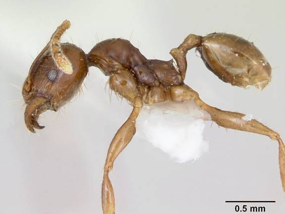 Pheidole vigilans