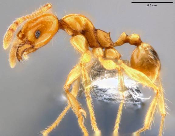 Pheidole vulgaris