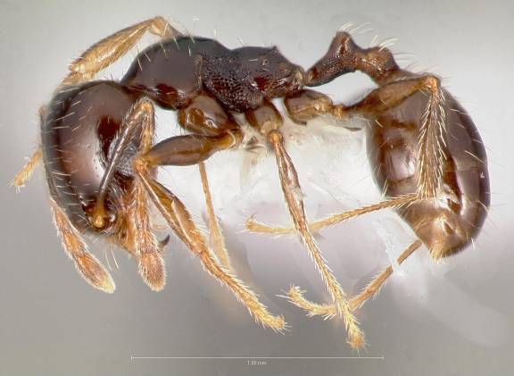 Myrmoxenus ravouxi