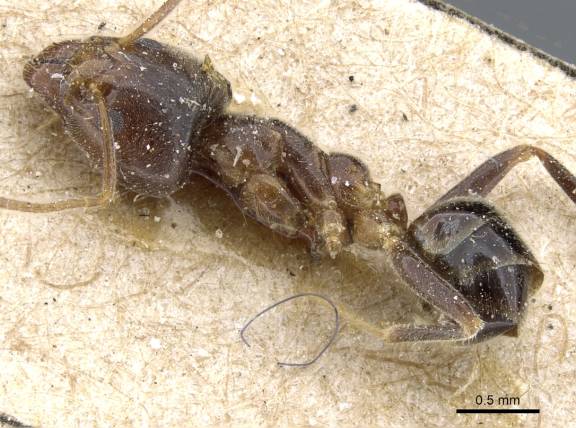 Myrmoxenus ravouxi