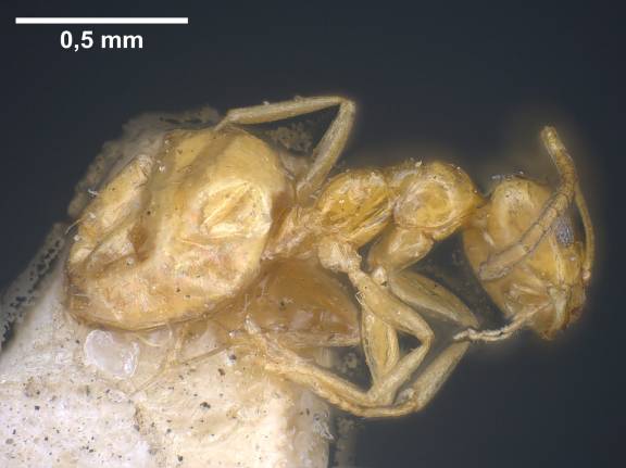 Myrmoxenus ravouxi