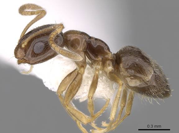 Myrmoxenus ravouxi
