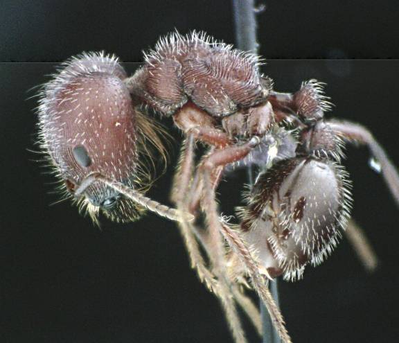 Pogonomyrmex badius