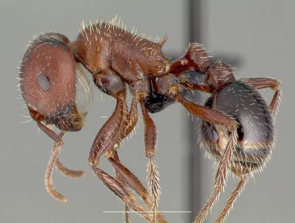 Myrmoxenus ravouxi