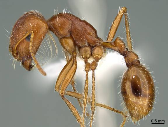 Pogonomyrmex californicus