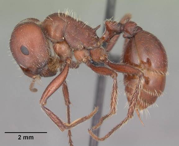 Pogonomyrmex wheeleri