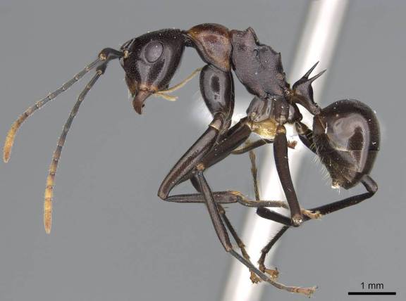 Polyrhachis alata