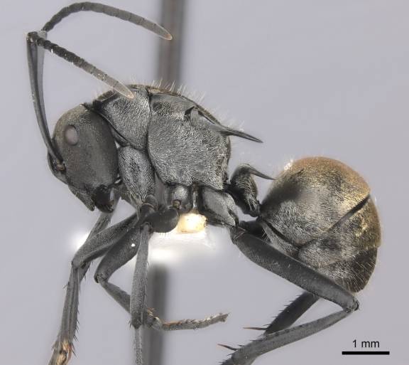 Myrmoxenus ravouxi