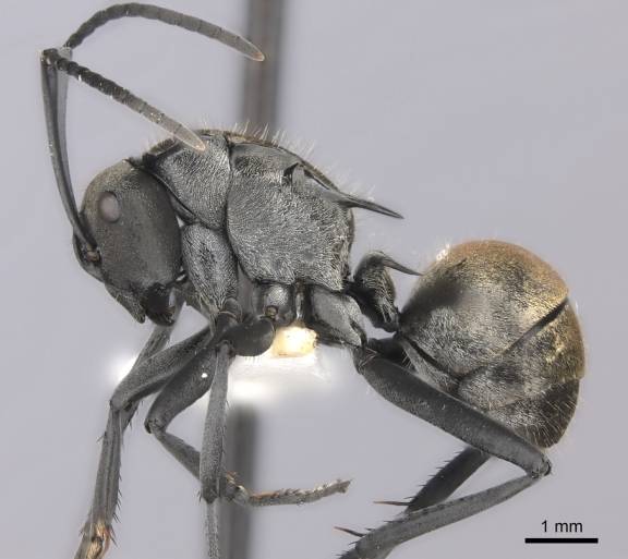 Polyrhachis ammon