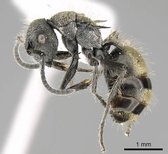 Myrmoxenus ravouxi
