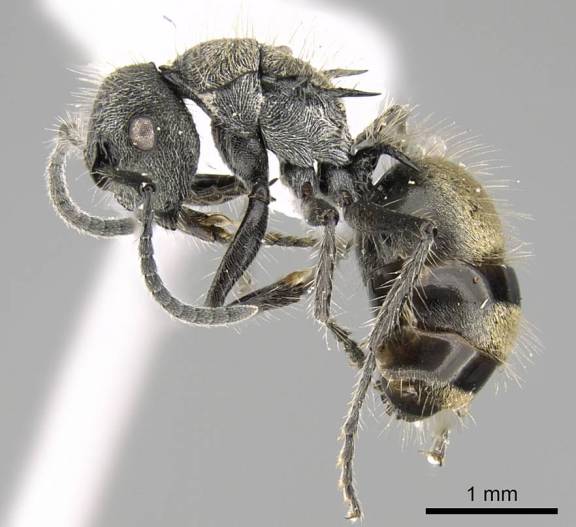 Polyrhachis arcuata