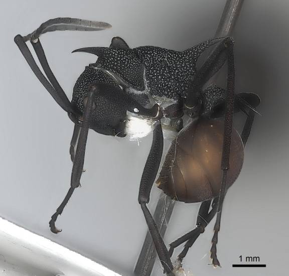 Polyrhachis armata