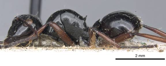 Polyrhachis australis