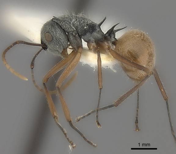 Polyrhachis bicolor