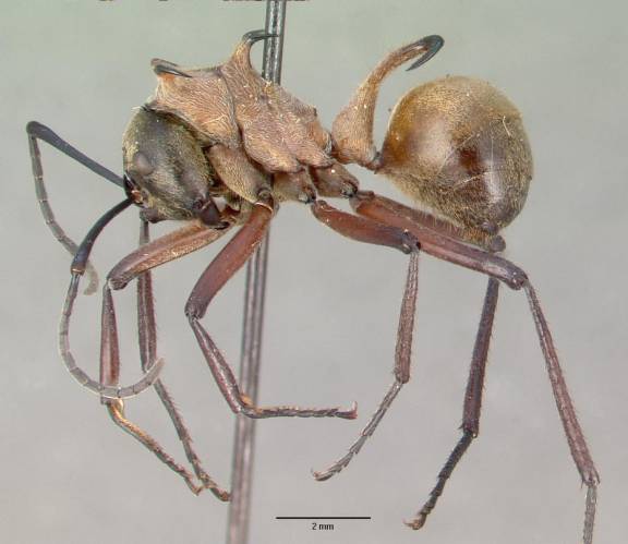 Myrmoxenus ravouxi