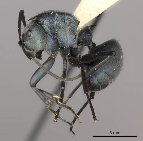 Polyrhachis cyaniventris