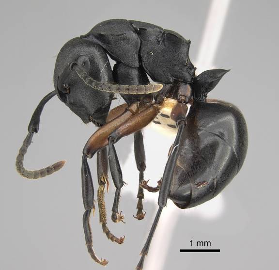 Polyrhachis femorata