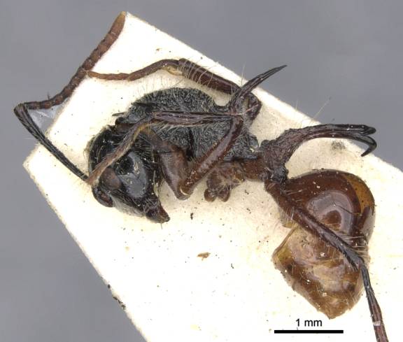 Myrmoxenus ravouxi