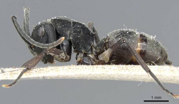 Myrmoxenus ravouxi
