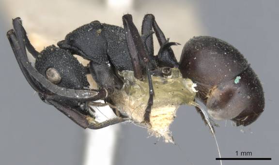 Polyrhachis hauxwelli