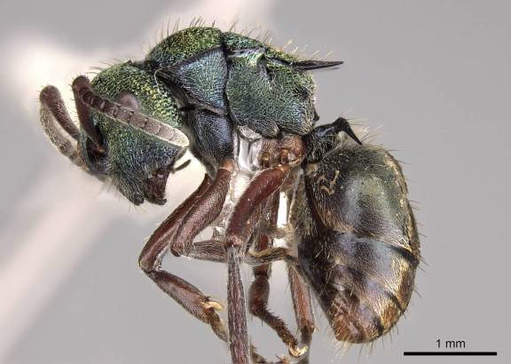 Polyrhachis hookeri